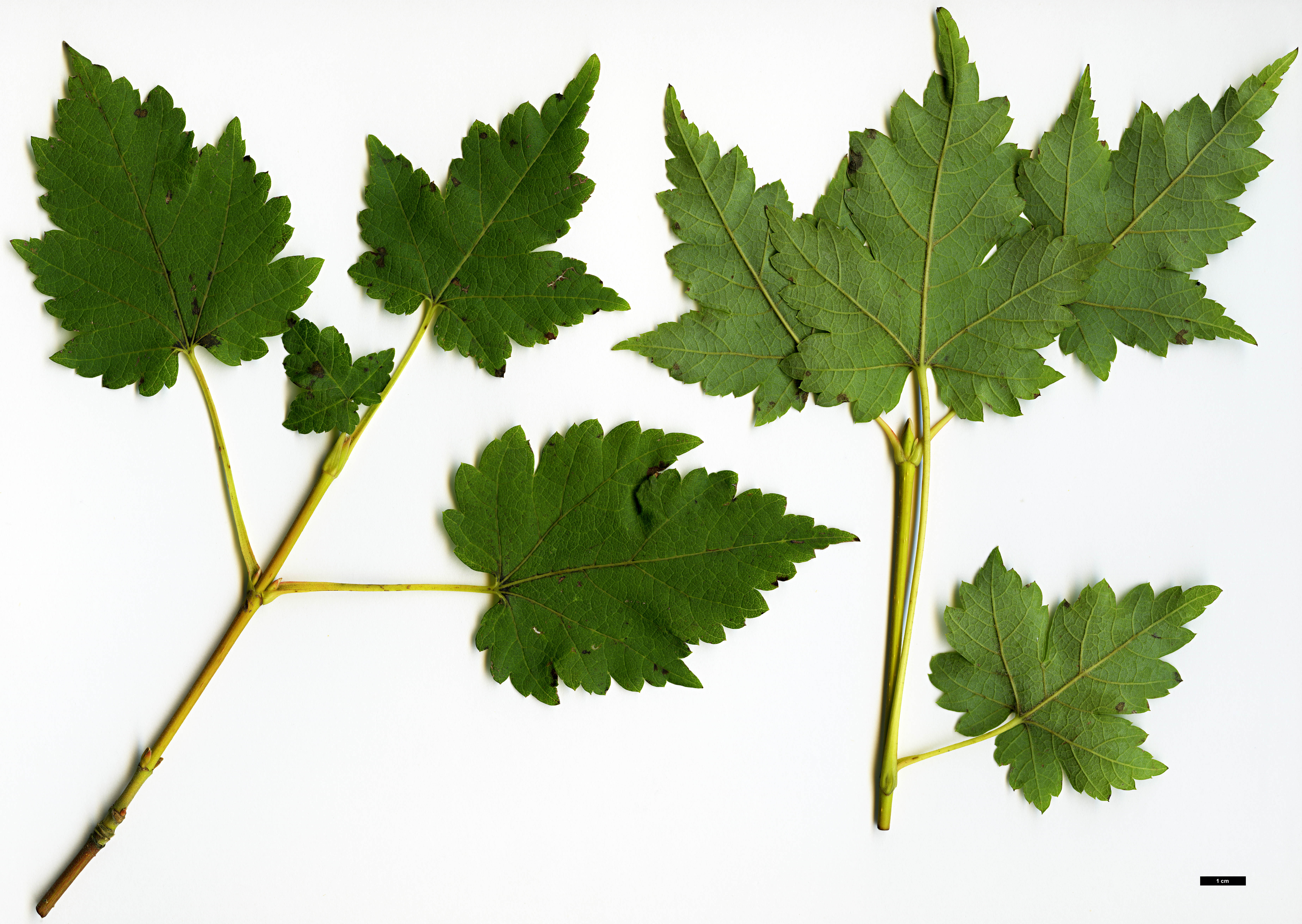 High resolution image: Family: Sapindaceae - Genus: Acer - Taxon: ukurunduense